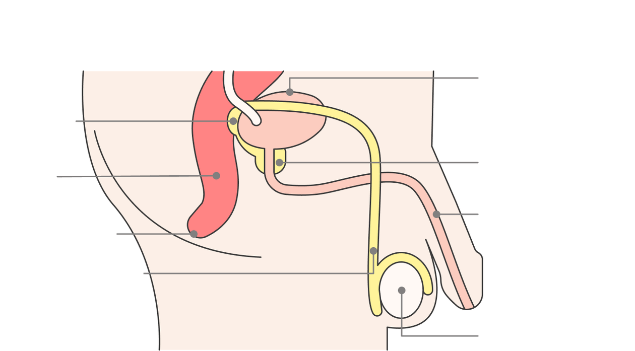 the location of the prostate gland and its structures