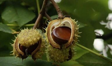 The use of chestnuts for the treatment of prostate